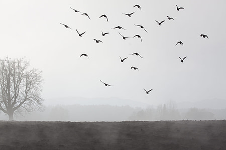 silhouette of birds flying in the sky thumbnail