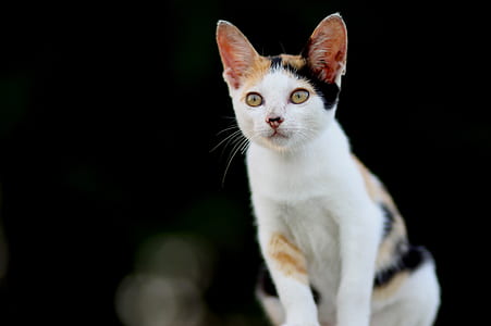 calico cat thumbnail