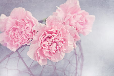 three pink petaled flowers thumbnail