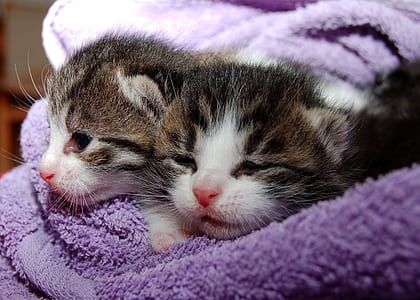 two brown tabby kittens thumbnail