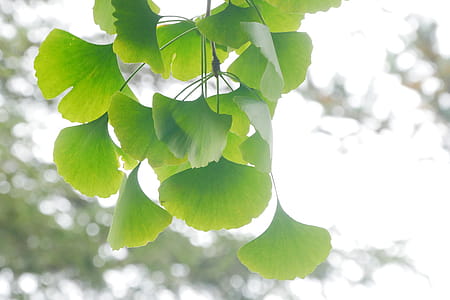 Leaves of a ginkgo tree. thumbnail