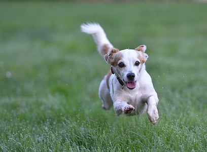 white and tan Jack Russell terrier puppy runs on grass field during day thumbnail