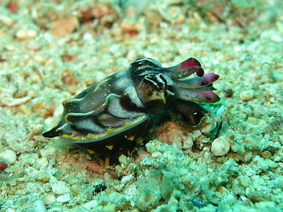 black and brown sea creature thumbnail