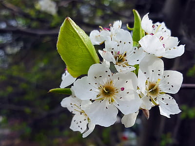 White flowers of a crab apple in bloom in spring. thumbnail