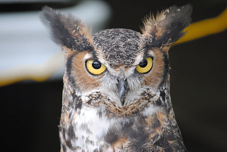 wildlife photography of brown and gray owl thumbnail