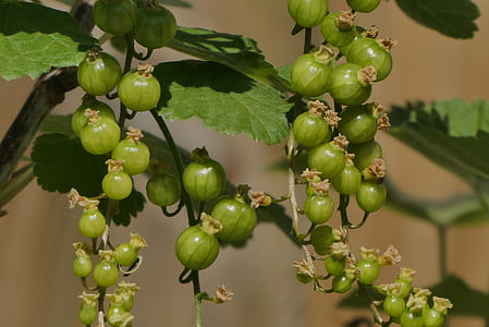 selective focus photography of green flower buds thumbnail