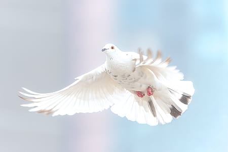 white and gray dove thumbnail
