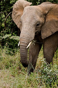 wildlife photography of brown elephant thumbnail