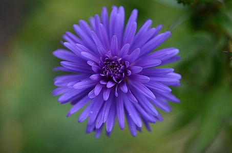 shallow focus photography of purple daisy thumbnail