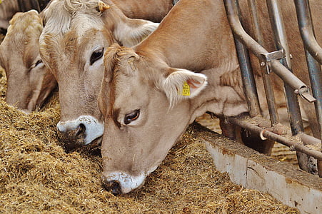 three cows eating hay thumbnail