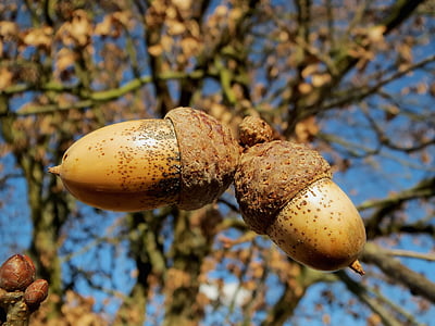 close-up photo of brown acorn thumbnail