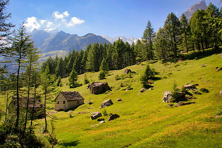 pine trees near mountain thumbnail