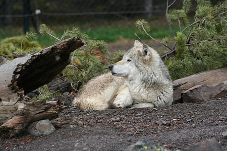 gray wolf on focus photo thumbnail