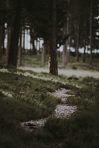 selective focus photography of grass field and trees thumbnail
