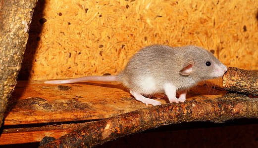 gray mouse on brown wood thumbnail