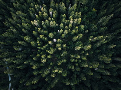 bird's eye view of palm trees thumbnail