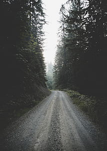 road beside trees under white cloudy skies thumbnail