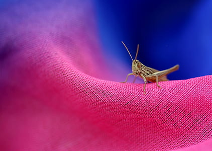 brown grasshopper on pink textile thumbnail