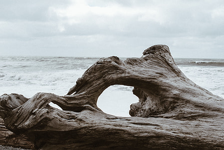 brown tree trunk near seawave at daytime thumbnail