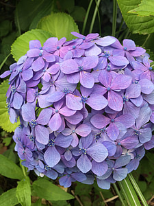 Hydrangea, Flowers thumbnail