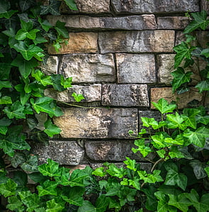 brown brick wall surrounded with vine plants thumbnail