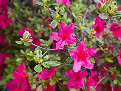 close up photo of flowers thumbnail