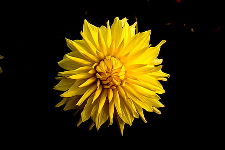 Close Up Photo of Yellow Clustered Flower thumbnail