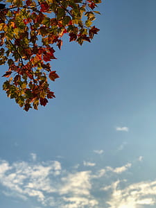 photo of maple leaves thumbnail