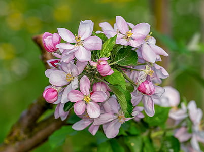 pink tree blossoms selective focal photo thumbnail
