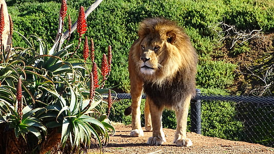 lion standing beside plant thumbnail