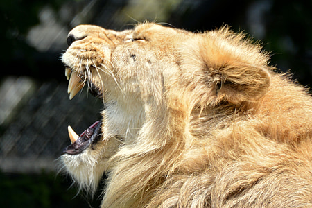 shallow focus photography of lion thumbnail