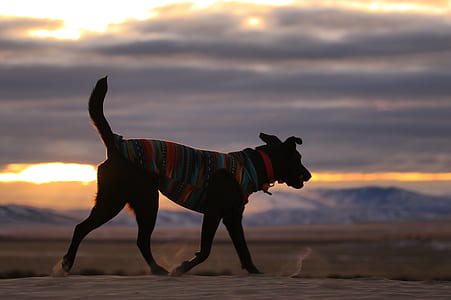 shallow focus photo of black dog walking thumbnail