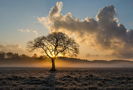 withered tree on plains under cloudy sky during daytime thumbnail