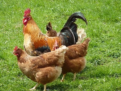 flock of chickens thumbnail