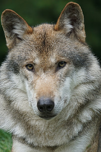 shallow focus photography of gray wolf during daytime thumbnail