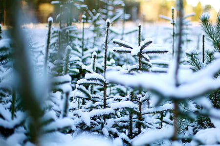 plants covered with snow thumbnail