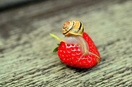 snail, fruit, strawberry, shell thumbnail
