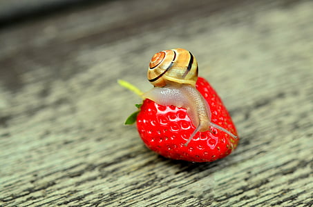 brown snail on strawberry thumbnail