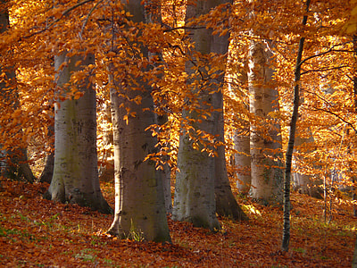 photo of trees with brown leaves thumbnail