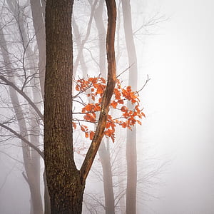 red tree thumbnail