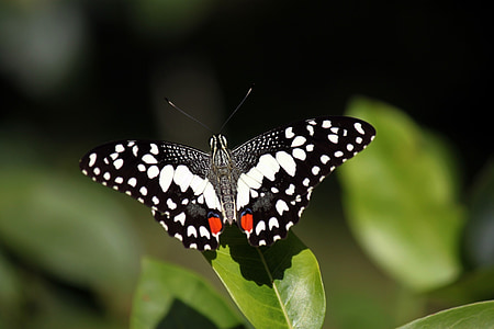 selective focus photography of black and white butterfly thumbnail