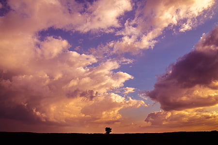 silhouette of bare tree under cloudy sky thumbnail