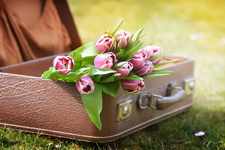 pink and green tulip flowers on brown brief case thumbnail