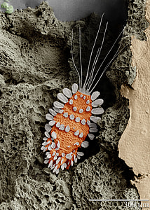 black and brown sea creature thumbnail