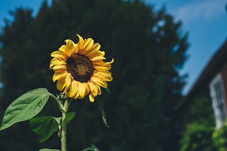 shallow focus photography of sunflower thumbnail