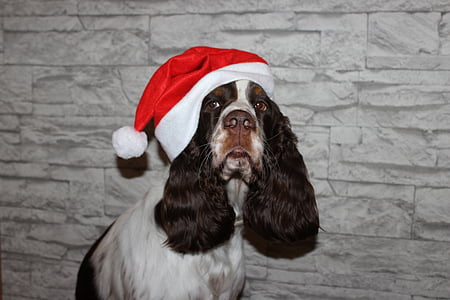 adult tricolor beagle wearing Santa hat thumbnail