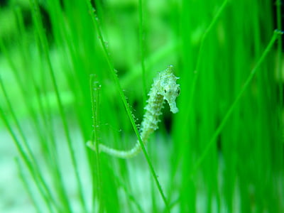 close-up photography of seahorse between sea weeds thumbnail