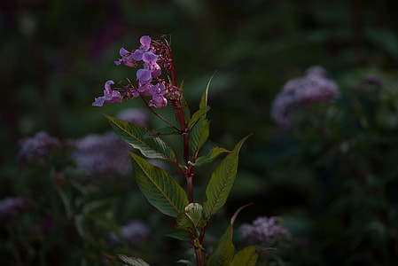 Balsam, Balsaminengewaechs thumbnail