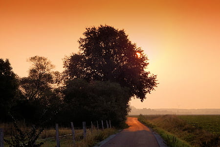 trees near road during daytime thumbnail