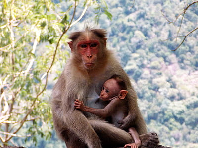 shallow focus photo of monkeys thumbnail